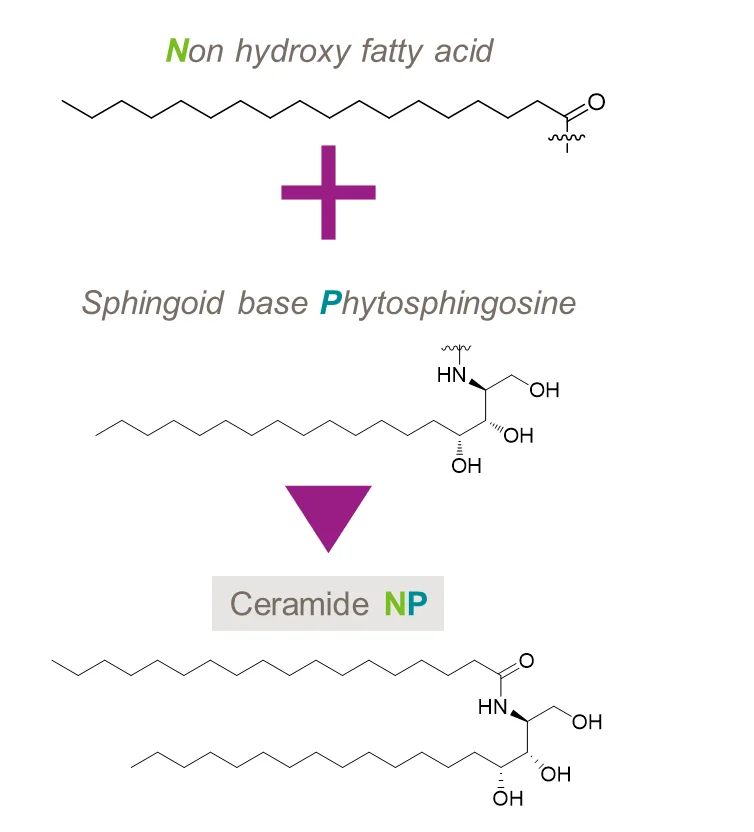 Ceramide NP