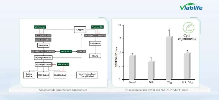 Mecanismo antioxidante da nicotinamida Antioxidant Mechanism of Nicotinamide