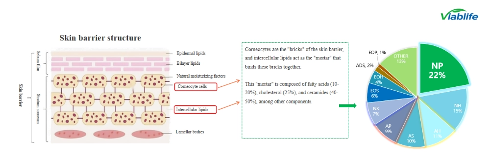 Ingredientes cosméticos à base de ceramidas para a barreira cutânea. ceramide cosmetic ingredients for skin barriers