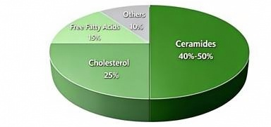 Ceramidas como componente essencial da barreira cutânea Ceramides As Core Component of the Skin Barrier